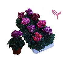 Цикламен Фантазия микс d10 h20 8шт