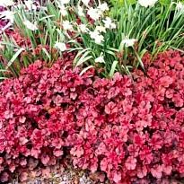 Гейхера гибридная Черри Кола 1шт