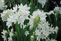 Нарцисс Ziva Paper White 10шт