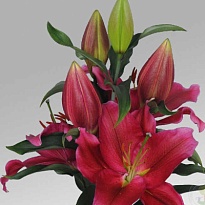 Лилия or. Red Dawn 4/5+ 10шт