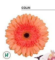 Гербера Colin 25шт