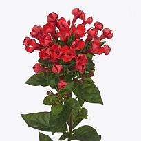 Бовардия Royal Red 10шт