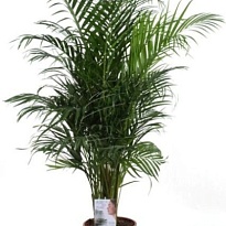 Арека d24 h120 1шт