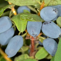 Жимолость Бореалис/Цв.Кор