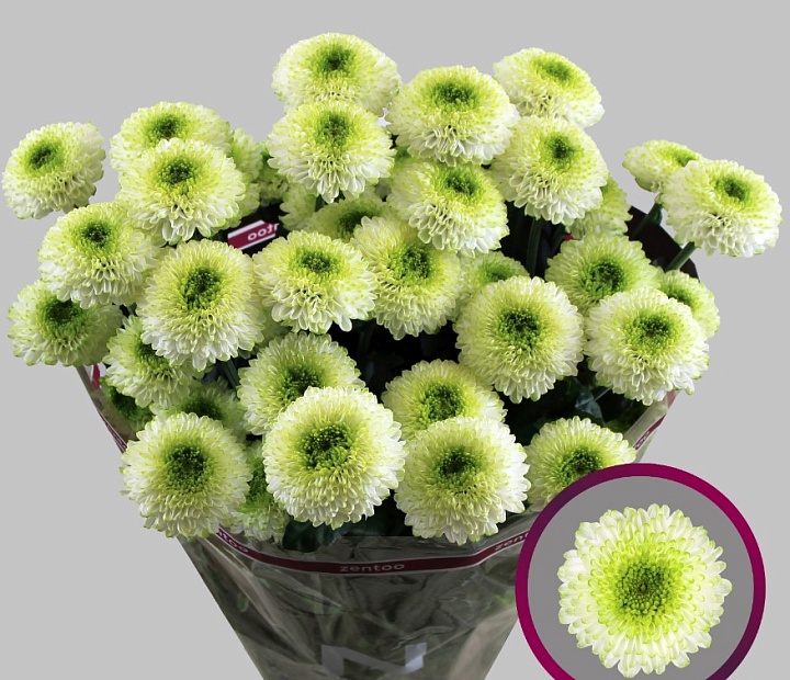 Хризантема кустовая Fontina  5шт