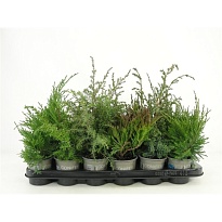 Можжевельник (Juniperus) микс d9 h15 18шт