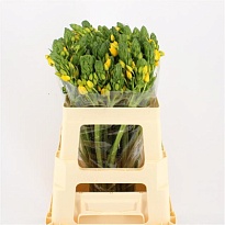 Орнитогалум Yellow Asa 10шт