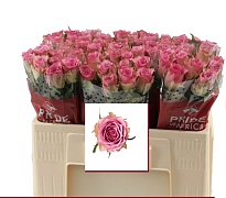 Роза Flirt дл.50 10шт