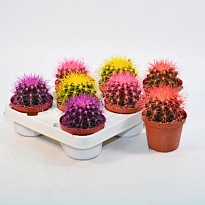 Эхинокактус Грузони Рейнбоу d10 h15 8шт