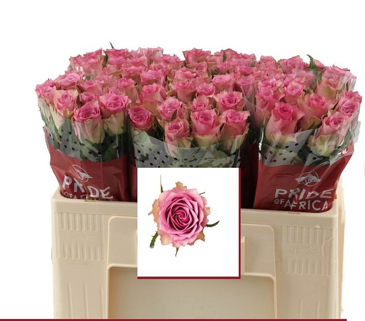 Роза Flirt дл.50 10шт
