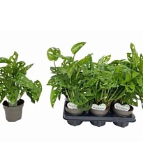 Монстера Манки Лиф d12 h30 10шт