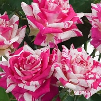 Роза Флэшинг спрей/ЦКор