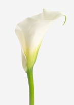 Калла Elite Flower Ivory Art дл.SELECT 10шт