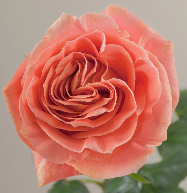 Роза E.q.r. Ecuatoroses Wild Spirit дл.50 25шт