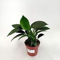 Филодендрон Грин Принцесс d12 h35 8шт