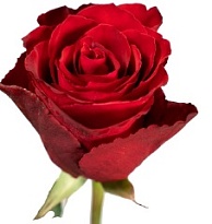 Роза Everflora Madam Red дл.50 10шт