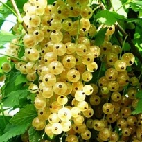 Смородина Версальская белая/Цв.Кор