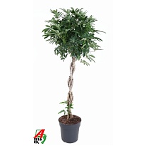 Шеффлера Компакта твист стем d27 h140 1шт