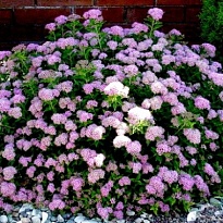 Спирея (Spiraea) японская Литл Принцесс d17 h30 6шт