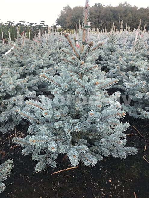 Ель (Picea) колючая Блю Маунтин 5л h25-30 1шт
