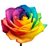 Роза Artros Mondial Rainbow дл.60 25шт