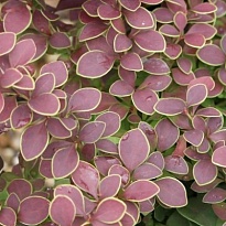 Барбарис (Berberis) тунб. Голден Ринг d9 h25-35 18шт