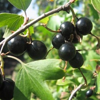 Йошта (крыжовникхсмородина) Рекст/Цв.Кор