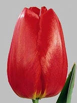 Тюльпан Pa Ben Van Zanten 50шт