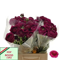 Лютик Succes Sherry 10 шт