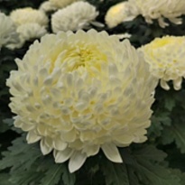 Хризантема одн. Zembla (К) дл.70 10шт