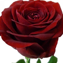 Роза Ред Наоми одноголовая (МЦ) дл.80 15шт/уп