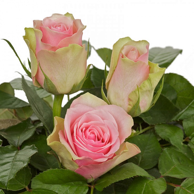 Роза PJ Dave  La Belle дл.40 10шт