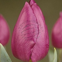 Тюльпан Purple Prince 50 шт