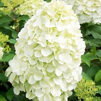 Гортензия (Hydrangea) метельчатая Геркулес 2л h10-15 1шт
