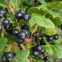 Смородина Валовая/ЦКорЛюкс 1шт