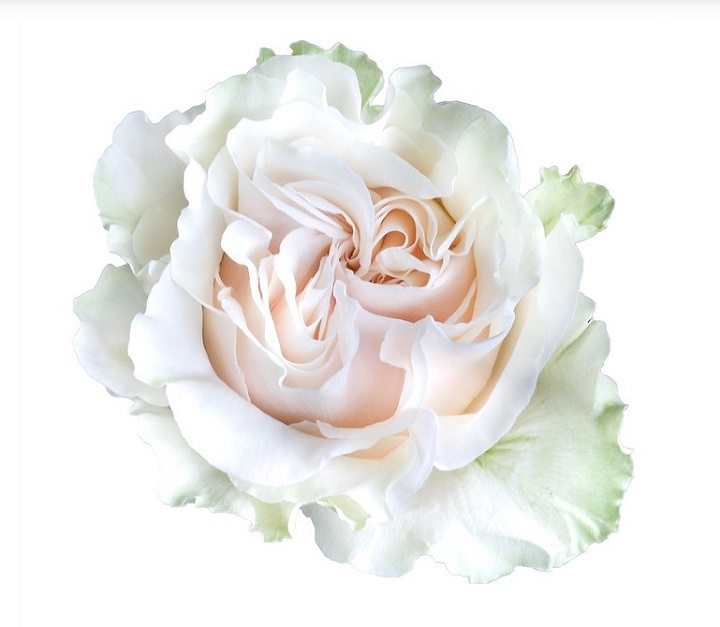 Роза Jet Fresh Flower Cotton Xpression дл.50 25шт