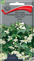 Бегония клубневая ампельная Шансон Белая 10шт /Поиск