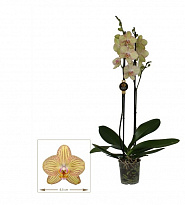 Орхидея Фален. Торино 2 ст d12 h60 12шт