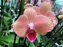 Орхидея Фален. Пират Пикоти 2 ст d12 h55 10шт