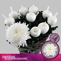 Хризантема одноголовая Tutu 10шт