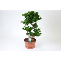 Фикус Микрокарпа Гинсенг S форма d35 h110 1шт
