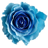 Роза Bella Роза S.a. Whisper дл.50 25шт