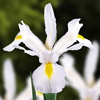 Ирис White Magic 50 шт