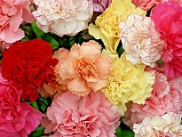 Гвоздика куст.Fl Union Mix SELECT 25шт 