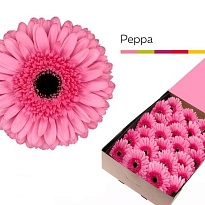 Гербера Peppa 25шт