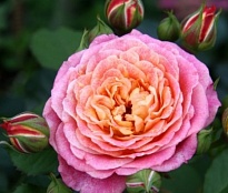 Роза Массад Мишель Бедросьян парковая/Цв.Кор