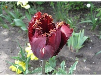 Тюльпан Блэк Джевел бахр.11/12 5шт в сетке