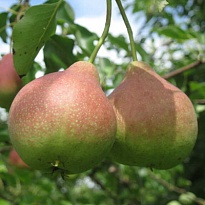 Груша Ириста /С 1шт