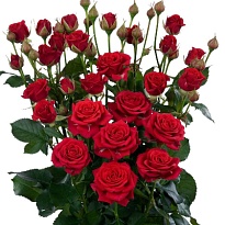 Роза кустовая Mirabel дл.70 10шт