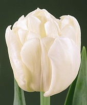 Тюльпан Ап Вайт махр.позд.11/12 3шт в сетке
